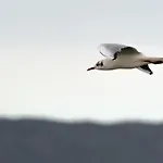 Appartement Proche De La Avec Jardin Hyères