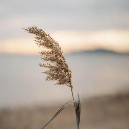 Proche De La Avec Jardin Hyeres