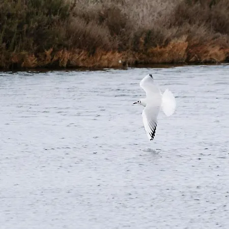 Apartment Proche De La Avec Jardin Hyeres