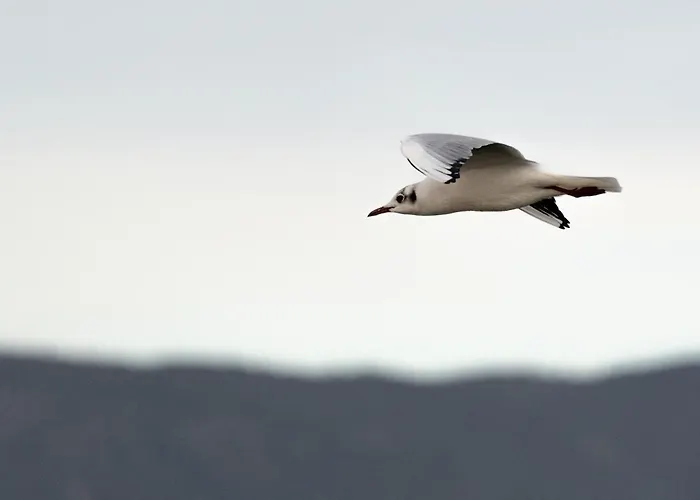 Apartment Proche De La Avec Jardin Hyeres