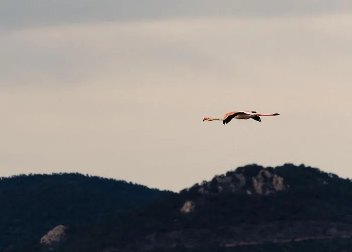 Proche De La Avec Jardin Hyeres