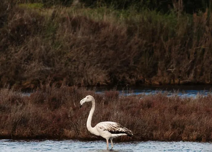 Proche De La Avec Jardin * Hyeres