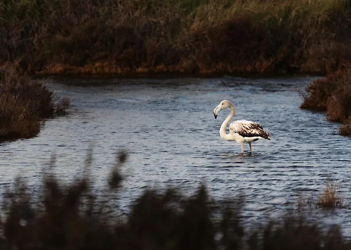 Proche De La Avec Jardin Hyères