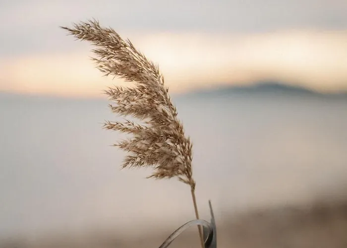 Proche De La Avec Jardin Hyeres