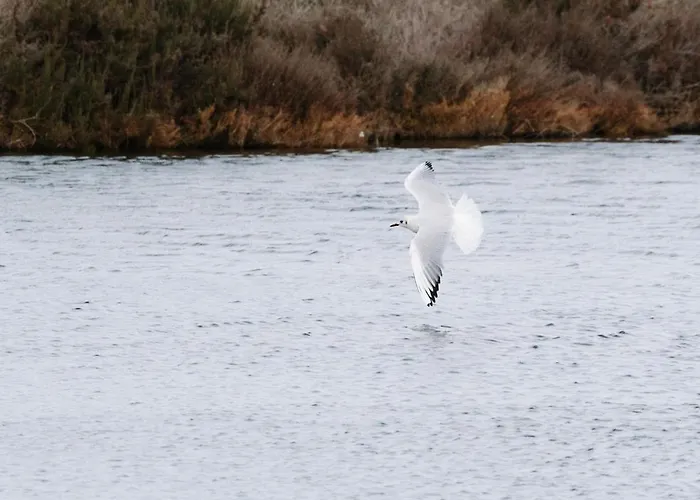 Apartment Proche De La Avec Jardin Hyeres
